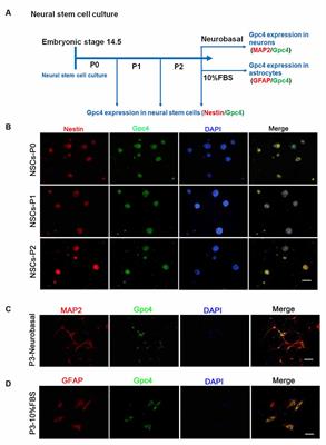 Glypican 4 Regulates Aβ Internalization in Neural Stem Cells Partly via Low-Density Lipoprotein Receptor-Related Protein 1